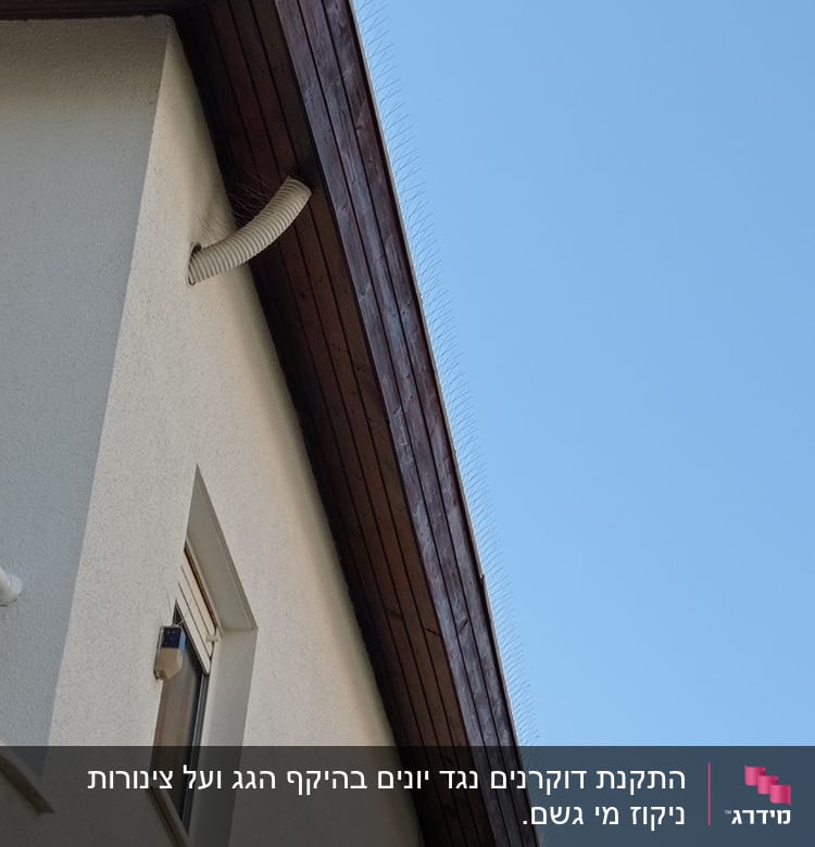 קוצים למניעת יונים על גג בית